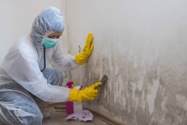 Best Post-Flood Mold Remediation in Rion Center, MA