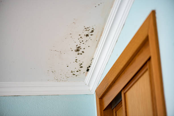 Best Residential Mold Remediation in Rion Center, MA