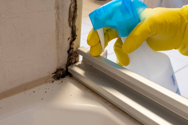 Best Black Mold Remediation in Rion Center, MA